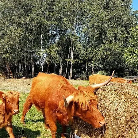 Pensjonat Pod Sosna Bed & Breakfast Luzna